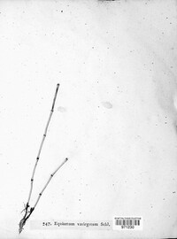 Equisetum variegatum image
